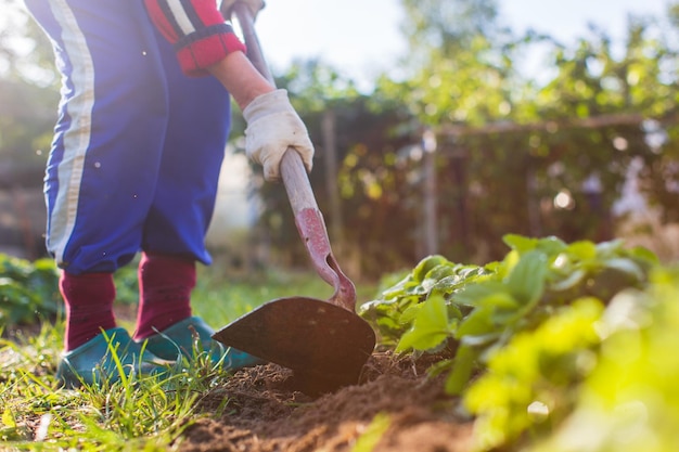 Foto agricultor cultivando terra no jardim com ferramentas manuais afrouxamento do solo conceito de jardinagem trabalho agrícola na plantação