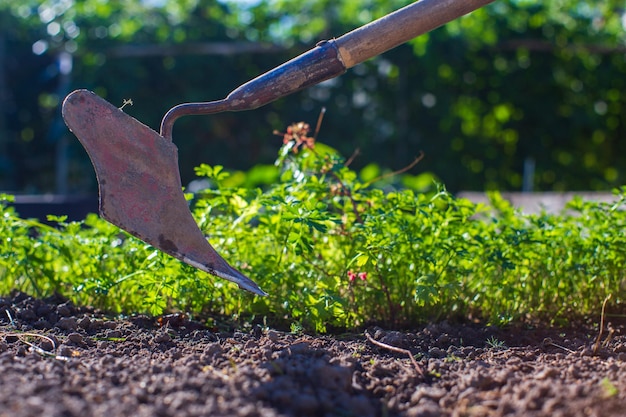 Agricultor cultivando tierra en el jardín con herramientas manuales Aflojamiento del suelo Concepto de jardinería Trabajo agrícola en la plantación
