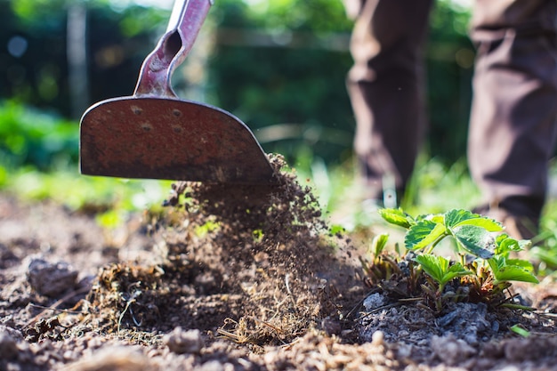 Agricultor cultivando tierra en el jardín con herramientas manuales Aflojamiento del suelo Concepto de jardinería Trabajo agrícola en la plantación