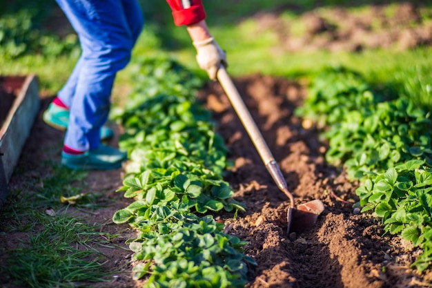 Agricultor cultivando tierra en el jardín con herramientas manuales Aflojamiento del suelo Concepto de jardinería Trabajo agrícola en la plantación