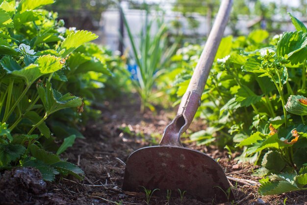 Agricultor cultivando tierra en el jardín con herramientas manuales Aflojamiento del suelo Concepto de jardinería Trabajo agrícola en la plantación