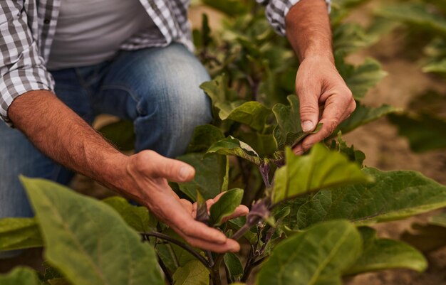 Agricultor de cultivos en jardín con remolacha