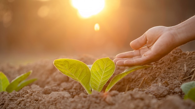 Agricultor dando fertilizante para planta de tabaco jovem