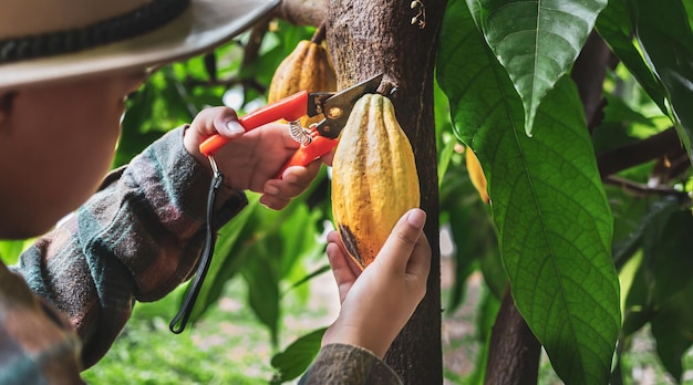 agricultor de cacau usa tesouras de poda para cortar as vagens de cacau maduras amarelas Colha o cacau agrícola