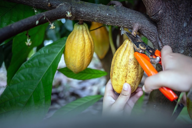 Agricultor de cacau usa tesouras de poda para cortar as vagens de cacau ou cacau amarelo maduro