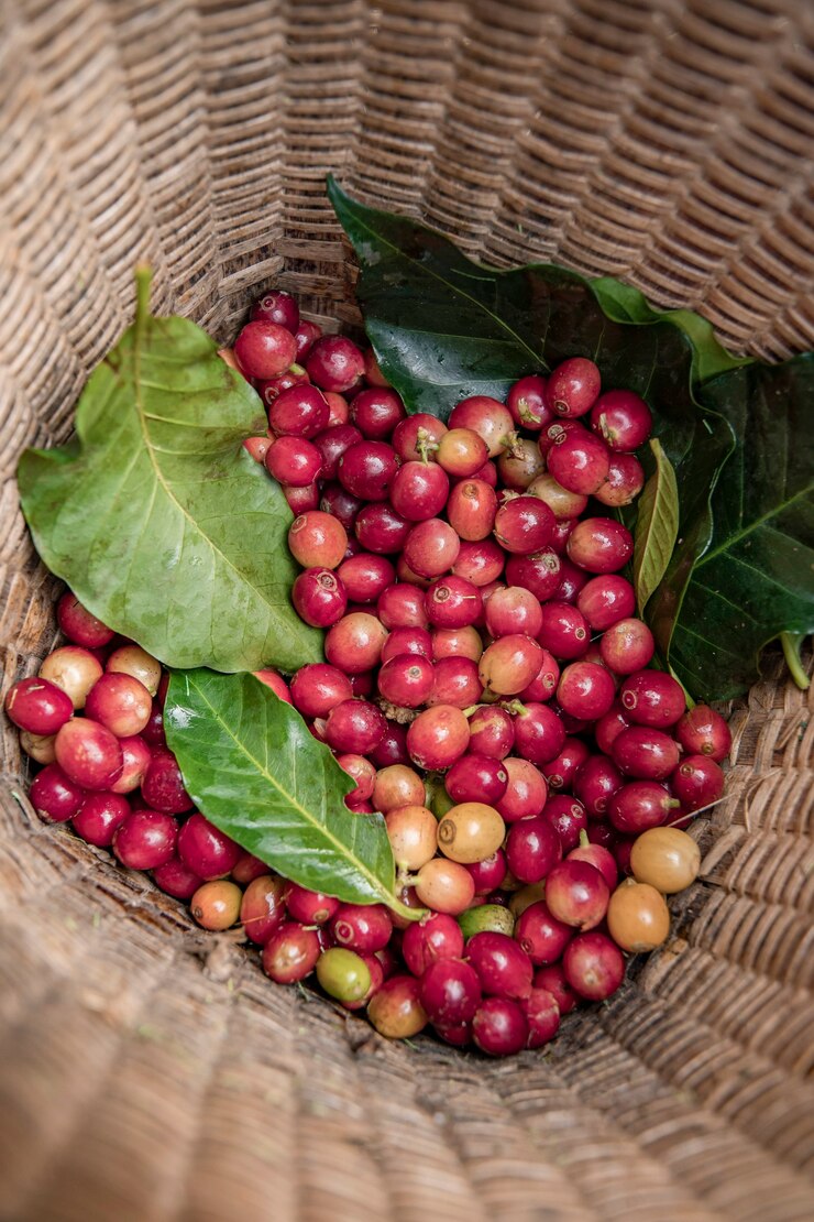 Foto agricultor de café colhendo grãos de cereja maduros, grão de café fresco na cesta