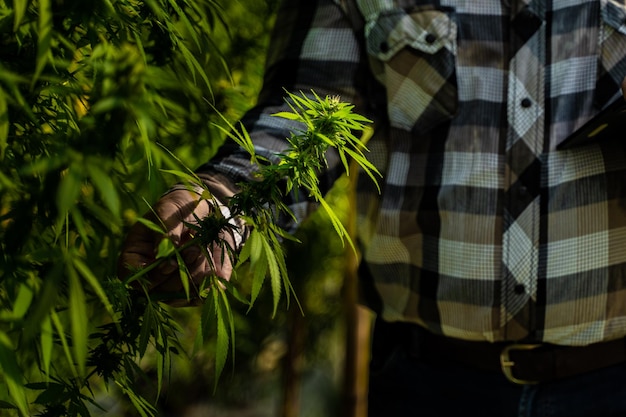 Foto agricultor de cannabis a verificar a qualidade das suas plantas na sua estufa controlada pelo ambiente