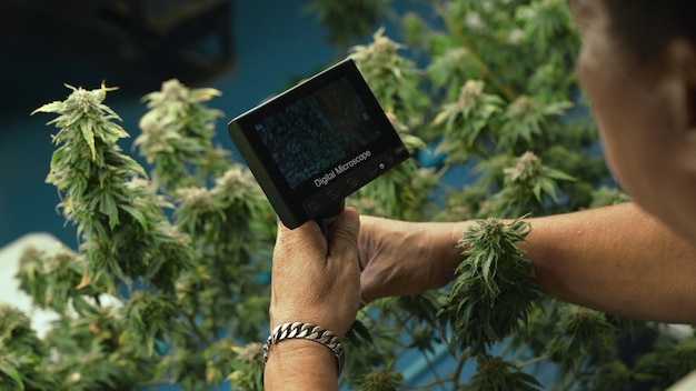 Agricultor de cannabis usa microscópio para analisar CBD em fazenda de cannabis curativa
