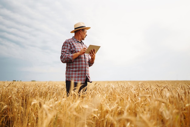 Agricultor de chapéu verificando o progresso do campo de trigo segurando tablet usando internet Agricultura digital
