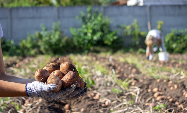 Agricultor de colheita de batata orgânica recém-colhida no foco seletivo do jardim