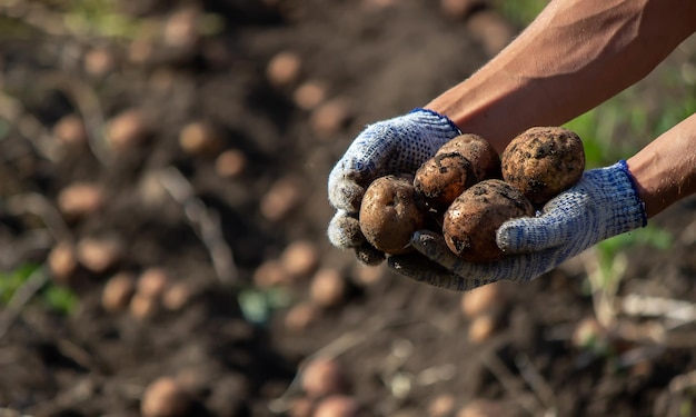 Agricultor de colheita de batata orgânica recém-colhida no foco seletivo do jardim