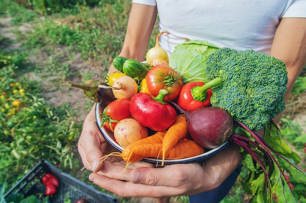 Agricultor de homem com legumes caseiros nas mãos dele. foco seletivo.