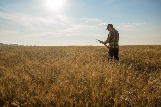 Agricultor de homem examinando trigo no campo