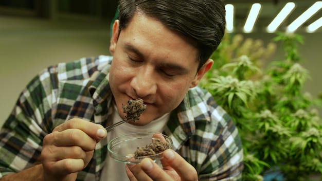 Agricultor de maconha testa botões de maconha em fazenda de maconha curativa