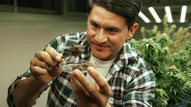 Agricultor de maconha testa botões de maconha em fazenda de maconha curativa