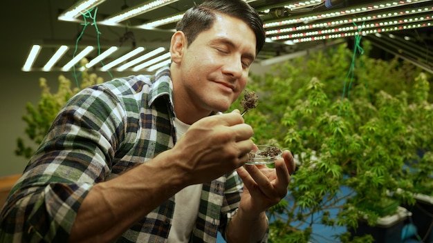 Agricultor de maconha testa botões de maconha em fazenda de maconha curativa