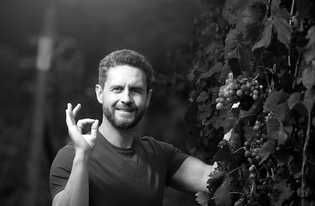 Agricultor de uvas cortando uvas homem podando videiras homem colhendo uvas de vinho vermelho na videira no vinhedo