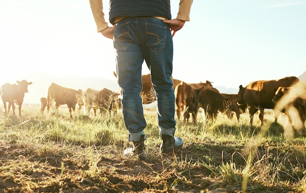 Agricultor de vacas e homem no campo de grama na natureza para carne bovina ou indústria de alimentos para gado Closeup visão traseira de vacas de gado e produção de leite de animais agrícolas e gestão ao sol