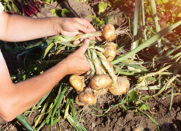 Un agricultor demuestra la cosecha de cebollas en sus manos el agricultor sostiene cebollas frescas