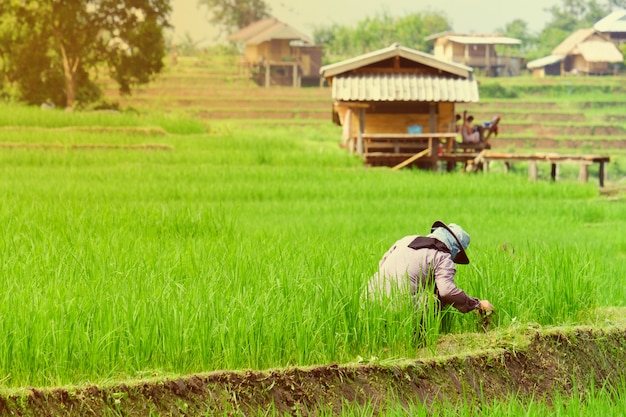 Agricultor destruindo as ervas daninhas no campo de arroz