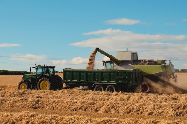 Agricultor dirigindo uma colheitadeira trabalhando em um campo de trigo ao pôr do sol