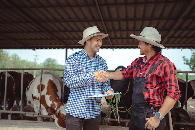 Agricultor e trabalhador apertando as mãos na fazenda de laticíniosAgricultura indústria agrícola e pecuária conceito Vaca na fazenda de laticínios comendo feno Cowshed pequena empresa