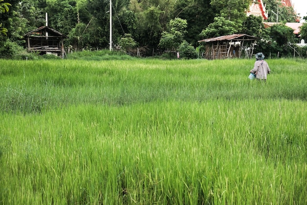 Agricultor, em, agricultura, inundado, campo, de, arroz, seedlings