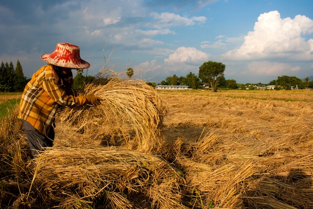 Agricultor em campo, é hora da colheita