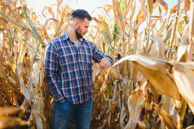 Foto agricultor em campo verificando espigas de milho