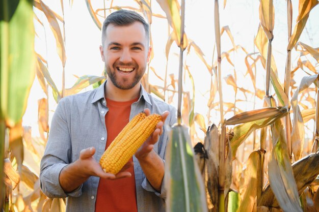 Foto agricultor em campo verificando espigas de milho