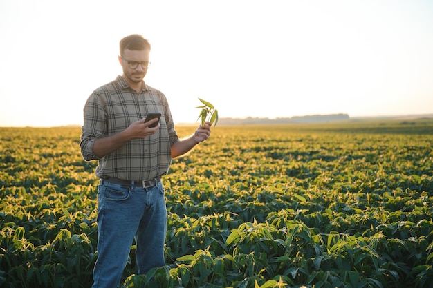 Agricultor em campos de soja Crescimento ao ar livre