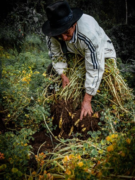 Agricultor em fazenda orgânica nas montanhas do Peru