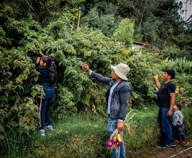 Agricultor em fazenda orgânica nas montanhas do Peru