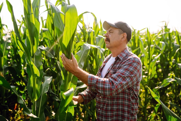 Agricultor em pé no campo de milho examinando o conceito de cuidados com a colheita
