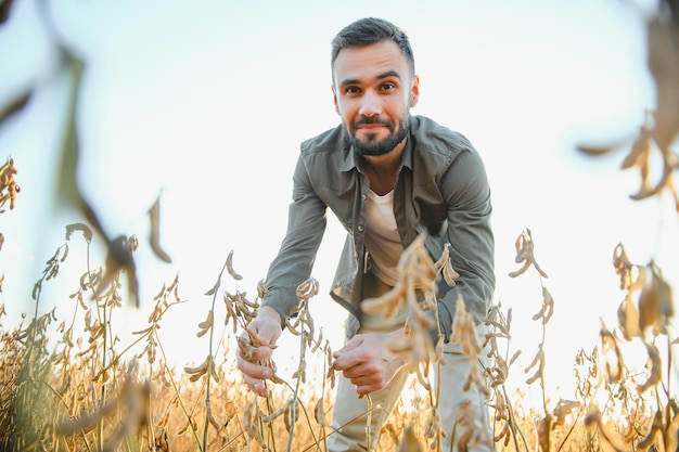 Agricultor em pé no campo de soja ao pôr do sol