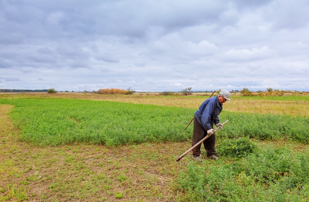 Agricultor em roupas velhas corta grama no campo