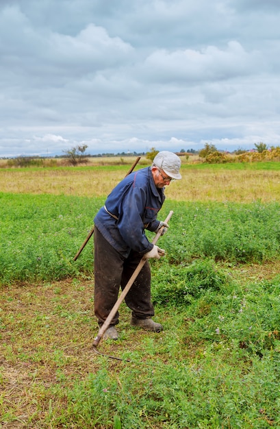 Agricultor em roupas velhas corta grama no campo