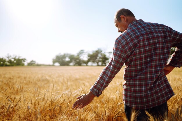 Agricultor em um campo de trigo Colhendo conceito de agricultura orgânica Colheita rica