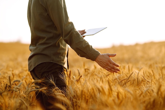 Agricultor em uma máscara estéril com um tablet nas mãos em um campo de trigo ao pôr do sol Agro business