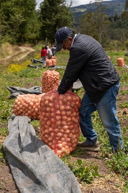 Foto agricultor embalando cebola camponeses trabalhando agricultor empacando cebolla campesinos trabajando