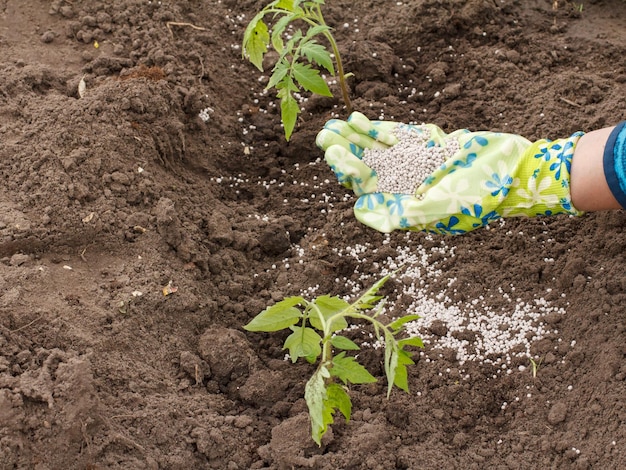 Agricultor esparciendo fertilizante químico a plantas jóvenes de tomate