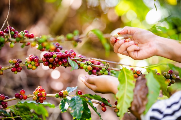 Agricultor está coletando grãos de café crus em terras agrícolas