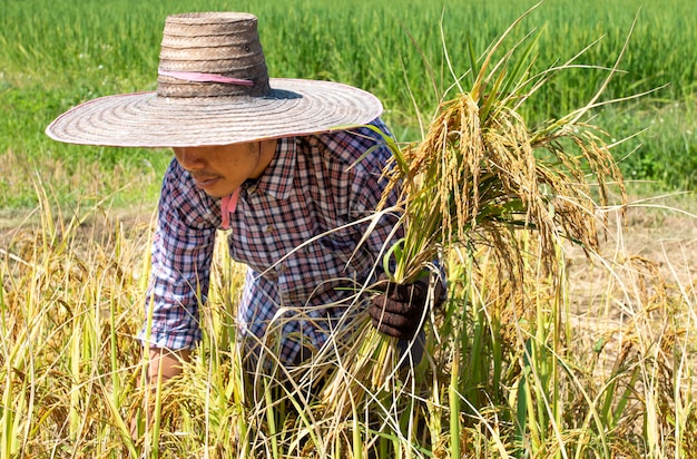 Agricultor está colhendo culturas no campo de arroz