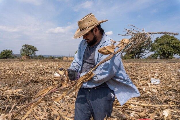 Agricultor está descontente e triste porque seu campo de milho está devastado