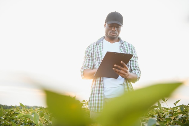 El agricultor está parado en su campo de soja en crecimiento. Está satisfecho por el buen progreso de las plantas.