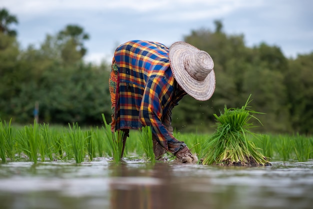 El agricultor está plantando arroz en un campo de arroz en Tailandia