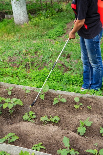 El agricultor está protegiendo las plantas de berenjena de enfermedades fúngicas o alimañas con un rociador a presión en el jardín