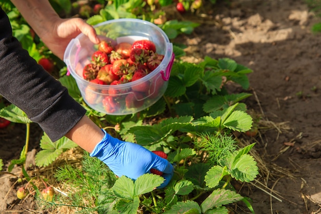 el agricultor está recogiendo fresas rojas maduras frescas en la cama del jardín y las pone en un recipiente de plástico