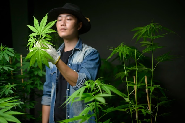 El agricultor está recortando o cortando la parte superior del cannabis en una granja legalizada.
