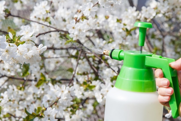 El agricultor está rociando una solución de agua en las ramas de un cerezo con flores.